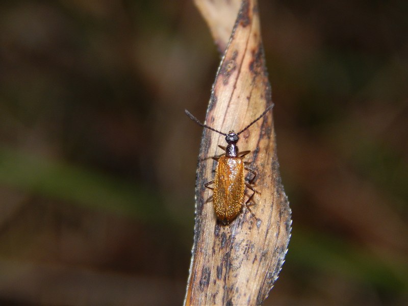 Richiesta ID1: Lagria hirta